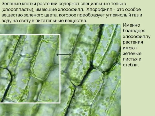 Зеленые клетки растений содержат специальные тельца (хлоропласты), имеющие хлорофилл. Хлорофилл - это