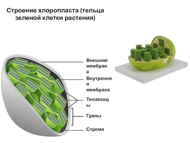 Внешняя мембрана Внутренняя мембрана Тилакоиды Граны Строма Строение хлоропласта (тельца зеленой клетки растения)