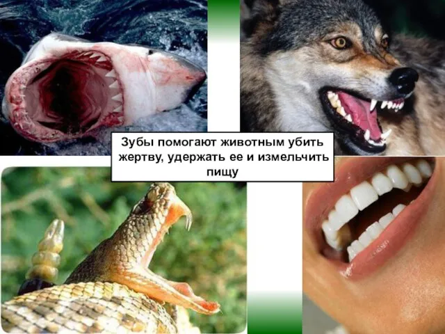 Зубы помогают животным убить жертву, удержать ее и измельчить пищу