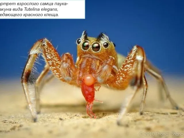 Портрет взрослого самца паука-скакуна вида Tutelina elegans, поедающего красного клеща.