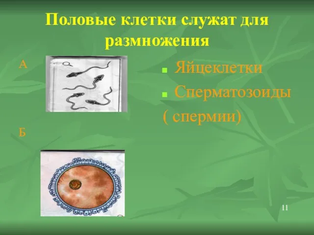 Половые клетки служат для размножения А Б Яйцеклетки Сперматозоиды ( спермии) 11