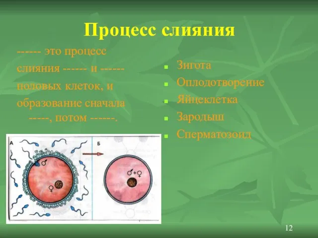 Процесс слияния ------ это процесс слияния ------ и ------ половых клеток, и