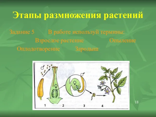 Этапы размножения растений Задание 5 В работе используй термины: Взрослое растение Опыление Оплодотворение Зародыш 18