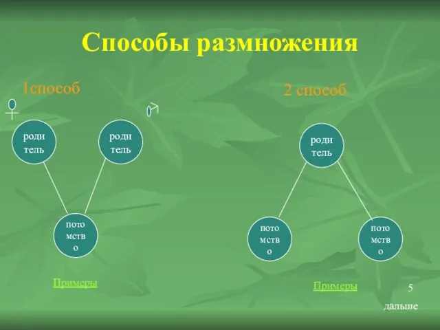 Способы размножения 1способ 2 способ родитель родитель потомство родитель потомство потомство Примеры Примеры дальше 5