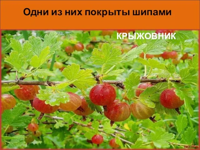 Одни из них покрыты шипами * АКАЦИЯ РОЗЫ ШИПОВНИК ОБЛЕПИХА КРЫЖОВНИК