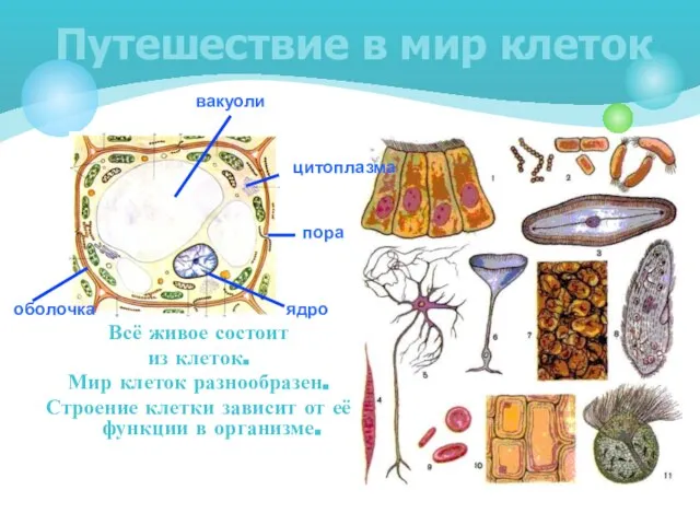 Всё живое состоит из клеток. Мир клеток разнообразен. Строение клетки зависит от