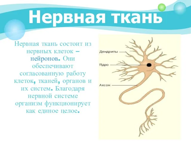Нервная ткань Нервная ткань состоит из нервных клеток – нейронов. Они обеспечивают