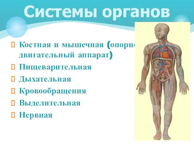 Костная и мышечная (опорно-двигательный аппарат) Пищеварительная Дыхательная Кровообращения Выделительная Нервная Системы органов