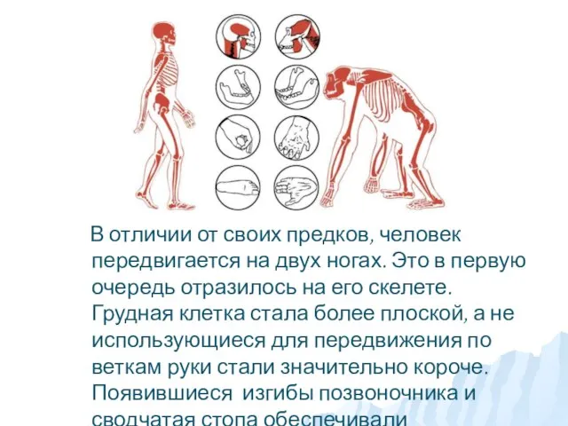 В отличии от своих предков, человек передвигается на двух ногах. Это в