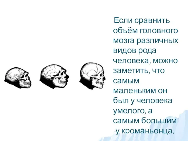 Если сравнить объём головного мозга различных видов рода человека, можно заметить, что