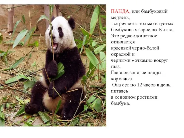 ПАНДА, или бамбуковый медведь, встречается только в густых бамбуковых зарослях Китая. Это