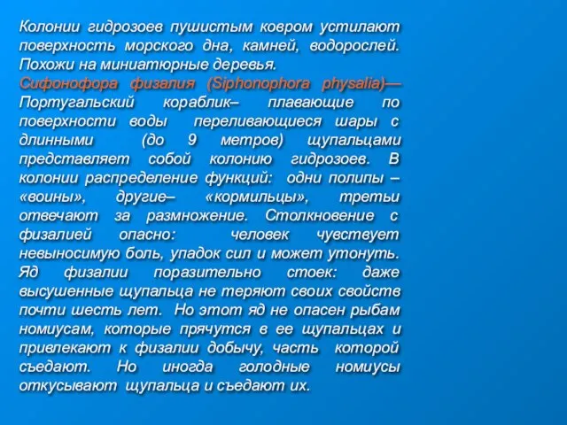 Колонии гидрозоев пушистым ковром устилают поверхность морского дна, камней, водорослей. Похожи на