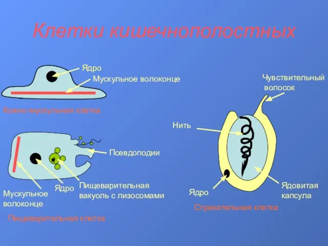 Клетки кишечнополостных Ядро Мускульное волоконце Кожно-мускульная клетка Мускульное волоконце Ядро Пищеварительная вакуоль