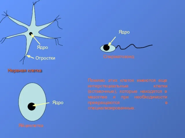 Ядро Отростки Нервная клетка Ядро Яйцеклетка Ядро Сперматозоид Помимо этих клеток имеются