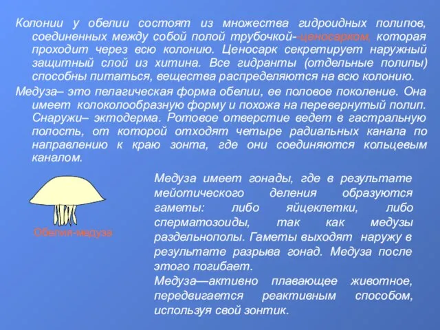 Колонии у обелии состоят из множества гидроидных полипов, соединенных между собой полой