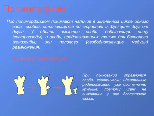 Полиморфизм Под полиморфизмом понимают наличие в жизненном цикле одного вида особей, отличающихся