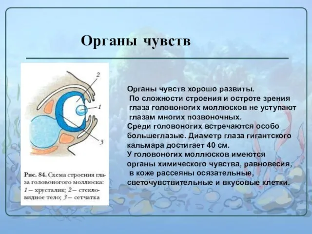 Органы чувств Органы чувств хорошо развиты. По сложности строения и остроте зрения