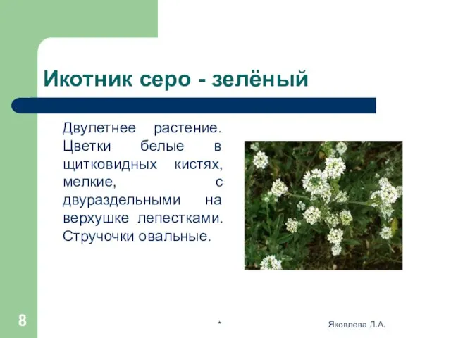 * Яковлева Л.А. Икотник серо - зелёный Двулетнее растение. Цветки белые в