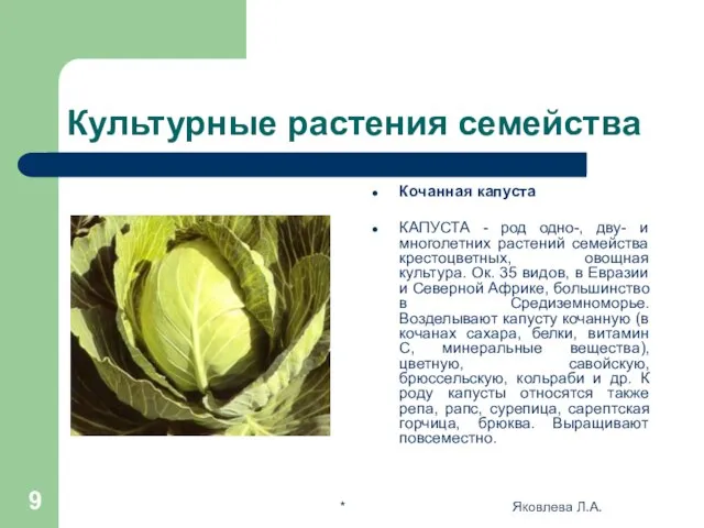 * Яковлева Л.А. Культурные растения семейства Кочанная капуста КАПУСТА - род одно-,