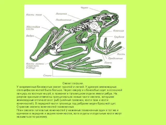 Скелет лягушки. У современных бесхвостых скелет простой и легкий. У древних земноводных