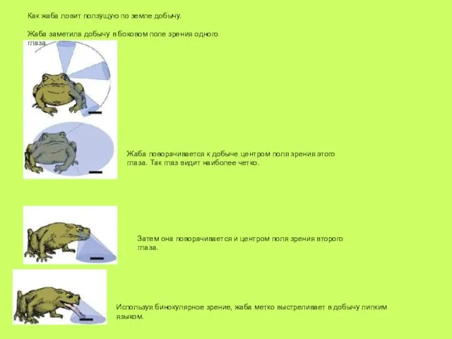 Как жаба ловит ползущую по земле добычу. Жаба заметила добычу в боковом