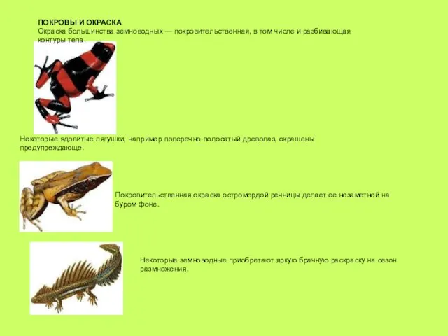 ПОКРОВЫ И ОКРАСКА Окраска большинства земноводных — покровительственная, в том числе и