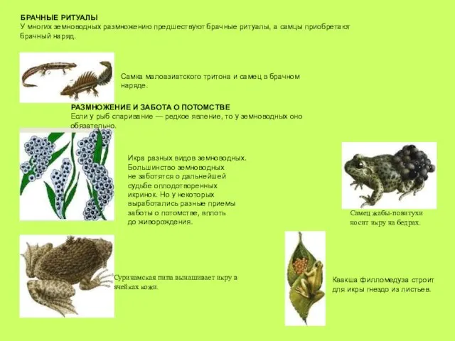 БРАЧНЫЕ РИТУАЛЫ У многих земноводных размножению предшествуют брачные ритуалы, а самцы приобретают