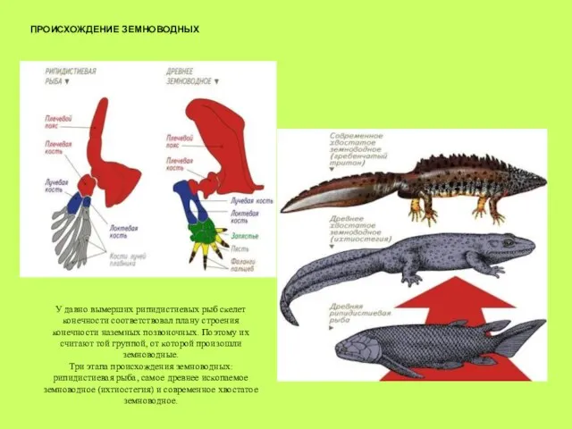 ПРОИСХОЖДЕНИЕ ЗЕМНОВОДНЫХ У давно вымерших рипидистиевых рыб скелет конечности соответствовал плану строения
