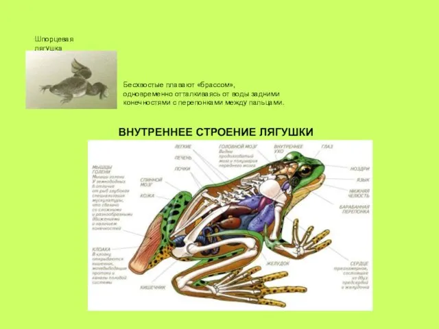 Шпорцевая лягушка Бесхвостые плавают «брассом», одновременно отталкиваясь от воды задними конечностями с