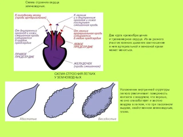 Схема строения сердца земноводных. Два круга кровообращения и трехкамерное сердце. Из-за разного
