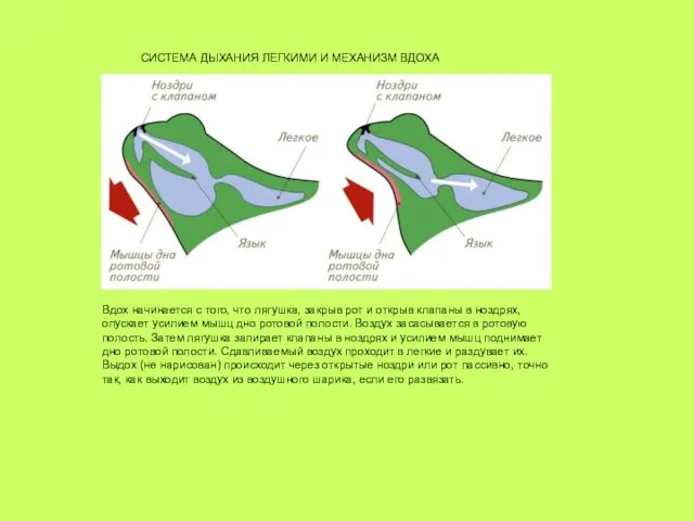 СИСТЕМА ДЫХАНИЯ ЛЕГКИМИ И МЕХАНИЗМ ВДОХА Вдох начинается с того, что лягушка,