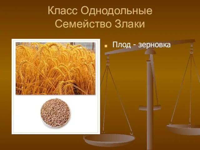 Класс Однодольные Семейство Злаки Плод - зерновка