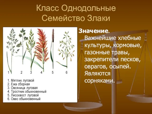 Класс Однодольные Семейство Злаки Значение. Важнейшие хлебные культуры, кормовые, газонные травы, закрепители