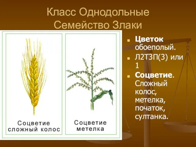 Класс Однодольные Семейство Злаки Цветок обоеполый. Л2Т3П(3) или 1 Соцветие. Сложный колос, метелка, початок, султанка.