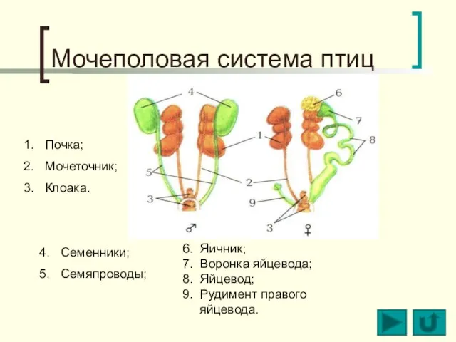 Мочеполовая система птиц Почка; Мочеточник; Клоака. Семенники; Семяпроводы; 6. Яичник; 7. Воронка