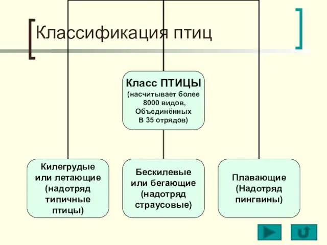 Классификация птиц