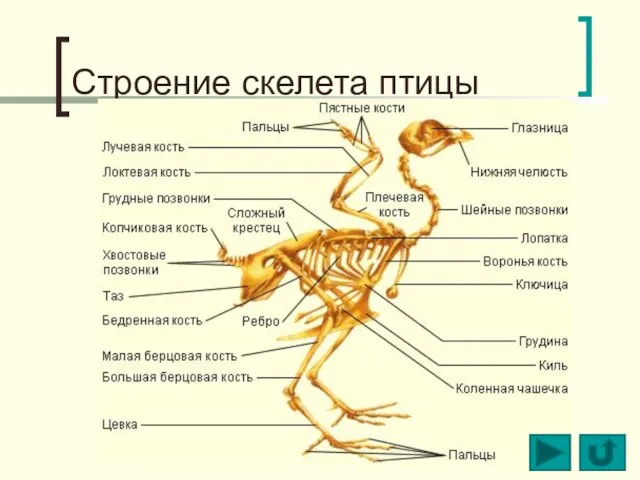 Строение скелета птицы