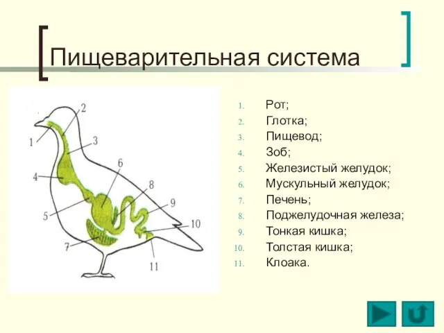 Пищеварительная система Рот; Глотка; Пищевод; Зоб; Железистый желудок; Мускульный желудок; Печень; Поджелудочная