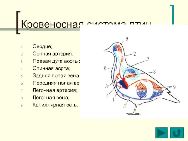 Кровеносная система птиц Сердце; Сонная артерия; Правая дуга аорты; Спинная аорта; Задняя