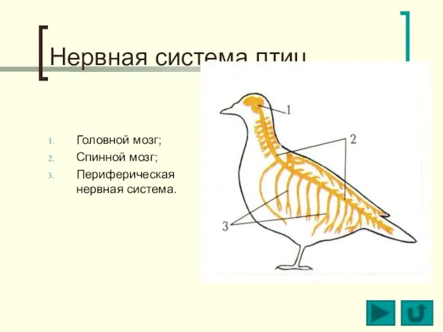 Нервная система птиц Головной мозг; Спинной мозг; Периферическая нервная система.