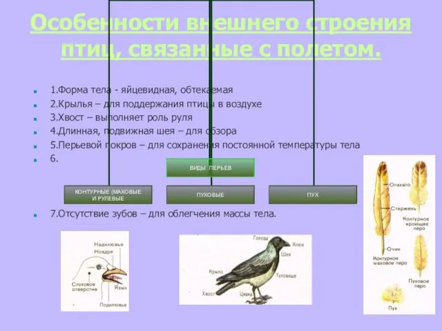Особенности внешнего строения птиц, связанные с полетом. 1.Форма тела - яйцевидная, обтекаемая
