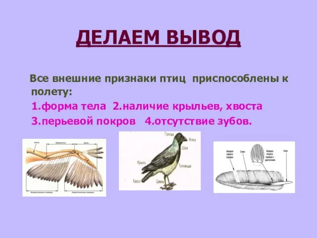 ДЕЛАЕМ ВЫВОД Все внешние признаки птиц приспособлены к полету: 1.форма тела 2.наличие