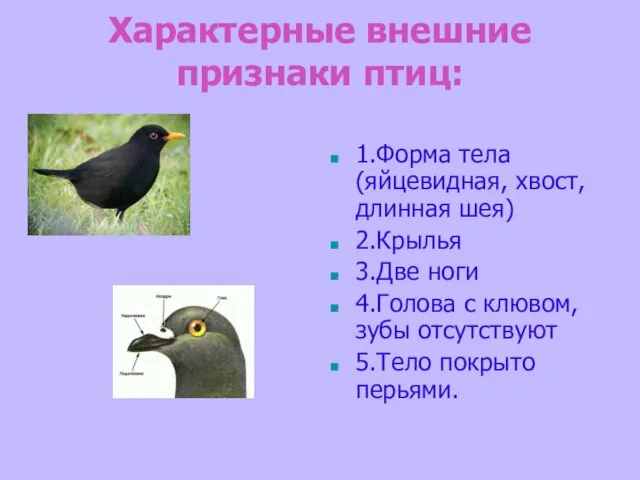 Характерные внешние признаки птиц: 1.Форма тела (яйцевидная, хвост, длинная шея) 2.Крылья 3.Две