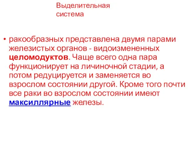 Выделительная система ракообразных представлена двумя парами железистых органов - видоизмененных целомодуктов. Чаще