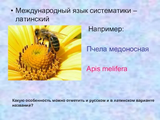 Международный язык систематики – латинский Например: Пчела медоносная Apis melifera Какую особенность