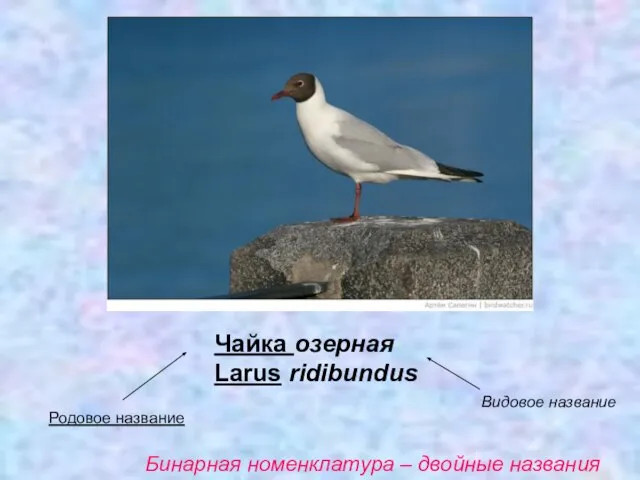 Чайка озерная Larus ridibundus Родовое название Видовое название Бинарная номенклатура – двойные названия