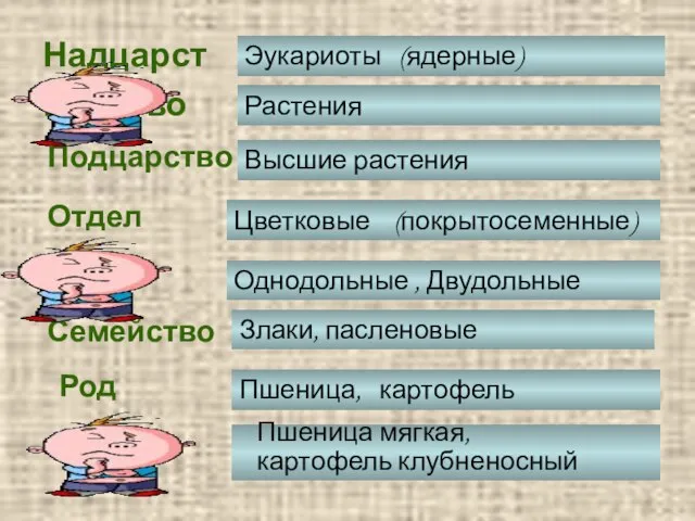 Надцарство Царство Подцарство Отдел Класс Семейство Род Вид Эукариоты (ядерные) Растения Высшие