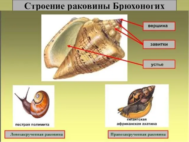 Строение раковины Брюхоногих