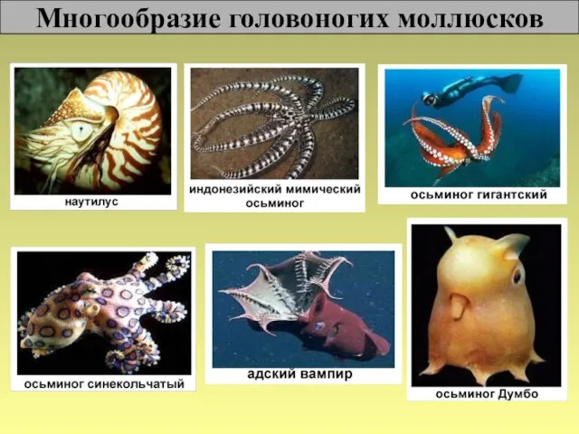 Многообразие головоногих моллюсков