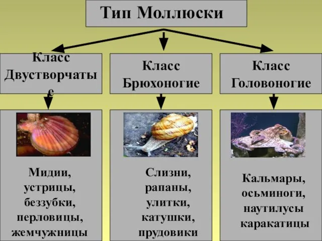 Тип Моллюски Класс Двустворчатые Класс Головоногие Класс Брюхоногие Мидии, устрицы, беззубки, перловицы,